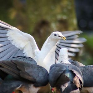 Feeding Time - Rainforest Aviary