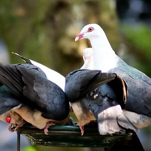 Feeding Time - Rainforest Aviary
