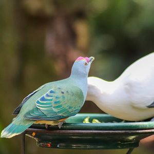 Feeding Time - Rainforest Aviary