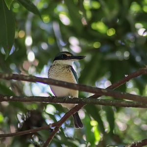 Sacred Kingfisher (Todiramphus sanctus)