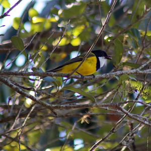 Wild Golden Whistler (Pachycephala pectoralis)