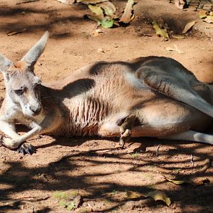 Red Kangaroo with Joey (Osphranter rufus)