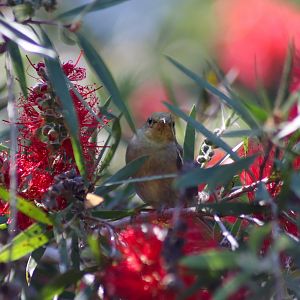 Wild Female Scarlet Honeyeater (Myzomela sanguinolenta)