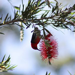 Wild Male Scarlet Honeyeater (Myzomela sanguinolenta)