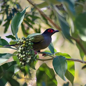 Wild Australasian Figbird (Sphecotheres vieilloti)