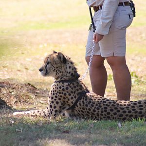 Cheetah (Acinonyx jubatus)