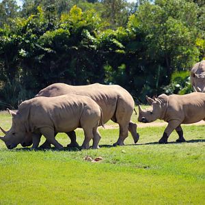 Southern White Rhinoceros (Ceratotherium simum simum)