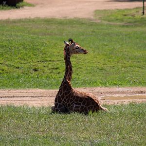New Giraffe Calf
