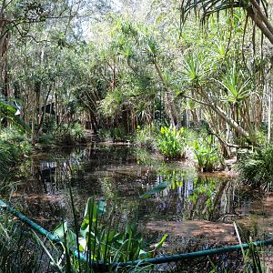 Black-necked Stork Enclosure