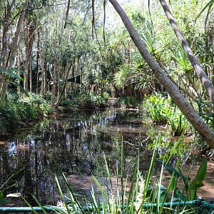 Black-necked Stork Enclosure