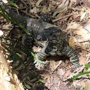 A Wild Lace Monitor!