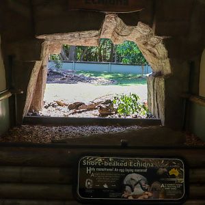 Roo Heaven - Echidna Enclosure