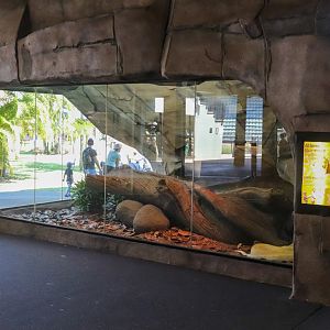 Burmese Python Enclosure