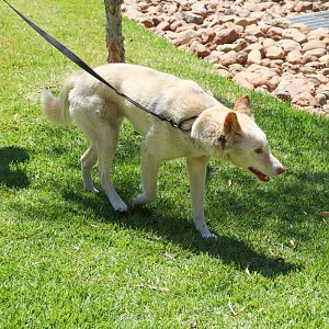 Dingo Going for a Walk