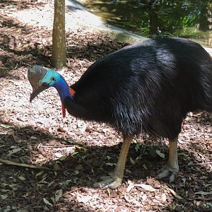 Southern Cassowary (Casuarius casuarius johnsonii)