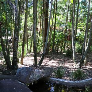 Dingo Enclosure
