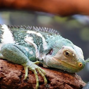 Fijian Crested Iguana (Brachylophus vitiensis)
