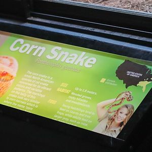 Reptile House - New Additions (Corn Snakes)
