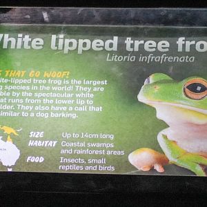 Reptile House - New Additions (White-lipped Tree Frogs)