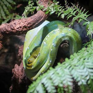 Green Tree Python (Morelia viridis)