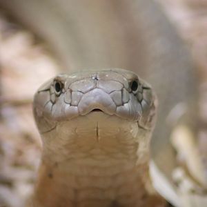 King Cobra (Ophiophagus hannah)