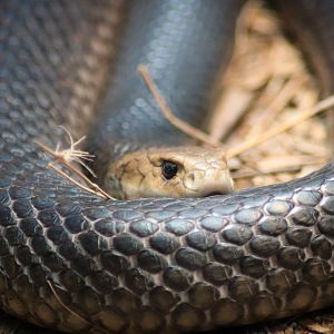 Eastern Brown Snake (Pseudonaja textilis)