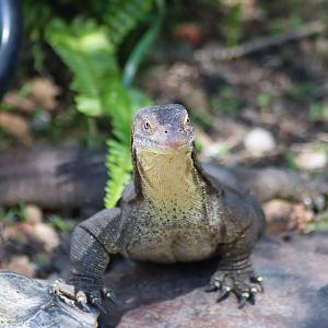 Mertens' Water Monitor (Varanus mertensi)
