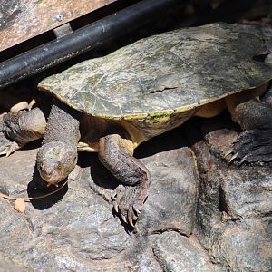 Mary River Turtle (Elusor macrurus)