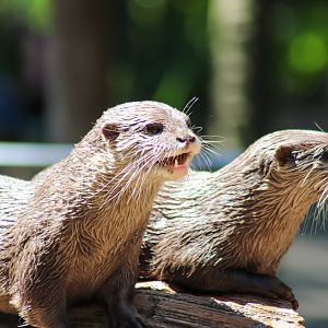 Asian small-clawed Otters (Aonyx cinereus)