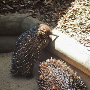 Short-beaked Echidnas (Tachyglossus aculeatus)