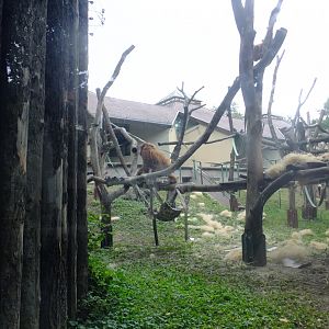 Sumatran orangutan enclosure