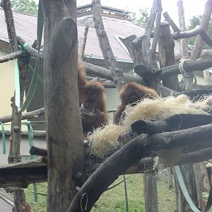 Sumatran orangs
