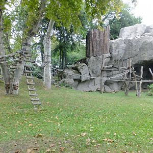 Gorilla outdoor part 2.