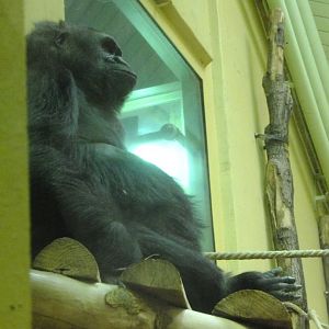 It looks like a mountain!