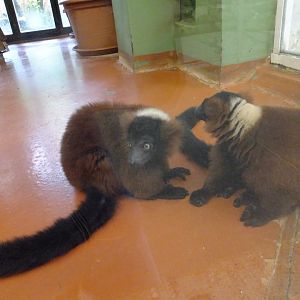 Red ruffed lemurs