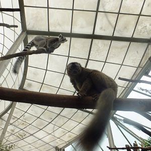 Lemurs