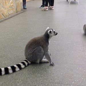 Ring-tailed lemur