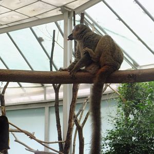 Red-fronted lemur