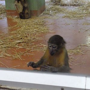 Golden-bellied mangabey 1.