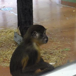 Golden-bellied mangabey 2.