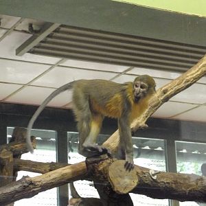 Golden-bellied mangabey 3.