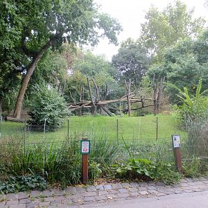 Golden-bellied mangabey island