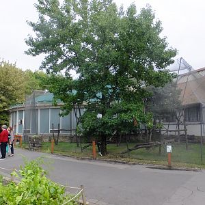 Ring-tailed+Red-fronted lemur outdoor