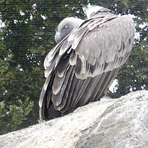 I'm so sleepy... (Griffon vulture)