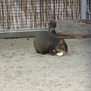 Agouti ID?