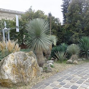 American desert plants 1.