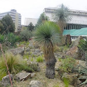 American desert plants 2.