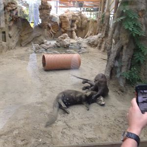 Playing Giant otters