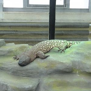 Mexican beaded lizard