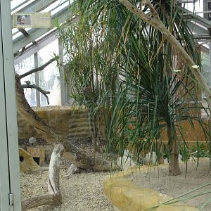 Burrowing owl+ Greater hairy armadillo enclosure